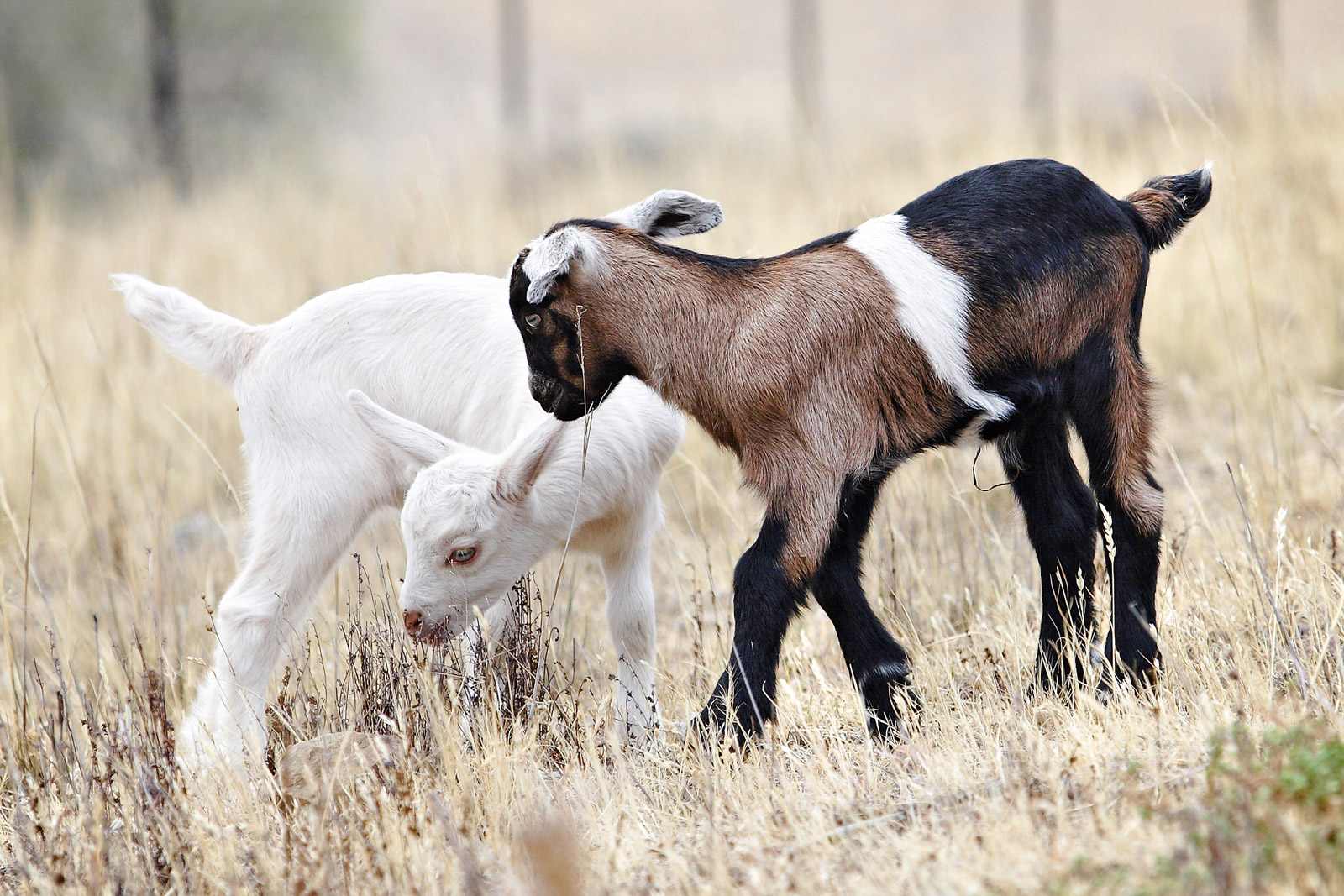 4H Goat Project Loudon County