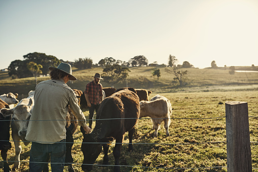 Two farmers tending to a herd of 