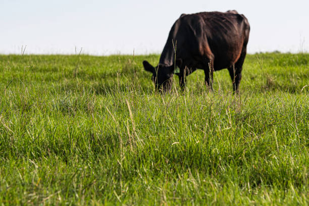 Black cow grazing in field