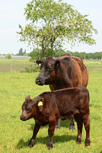 Calf and heifer in a grassy field