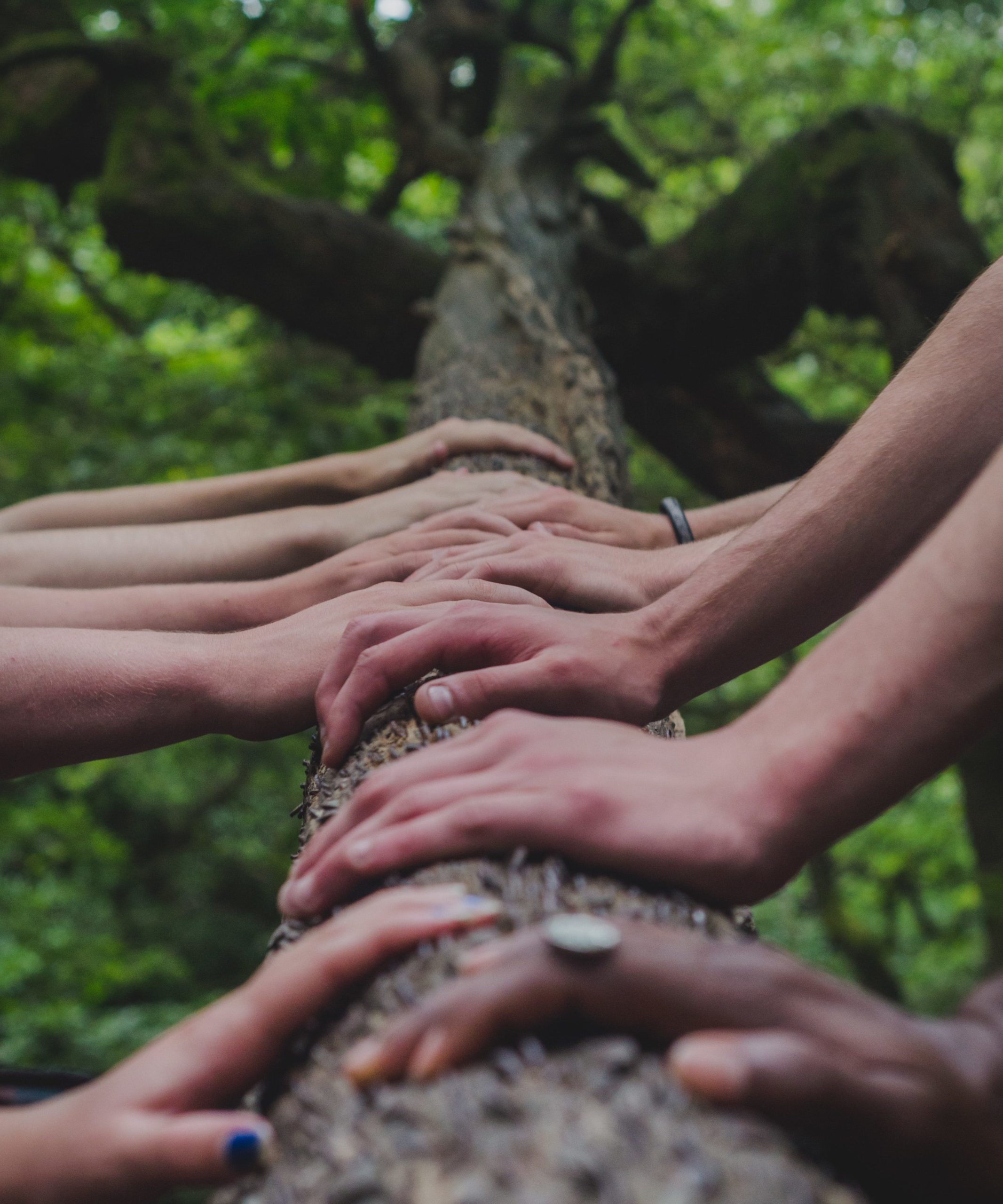 People's hands lined up in a row going up a tree branch 