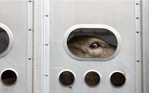 Cow looking out of a transport trailer
